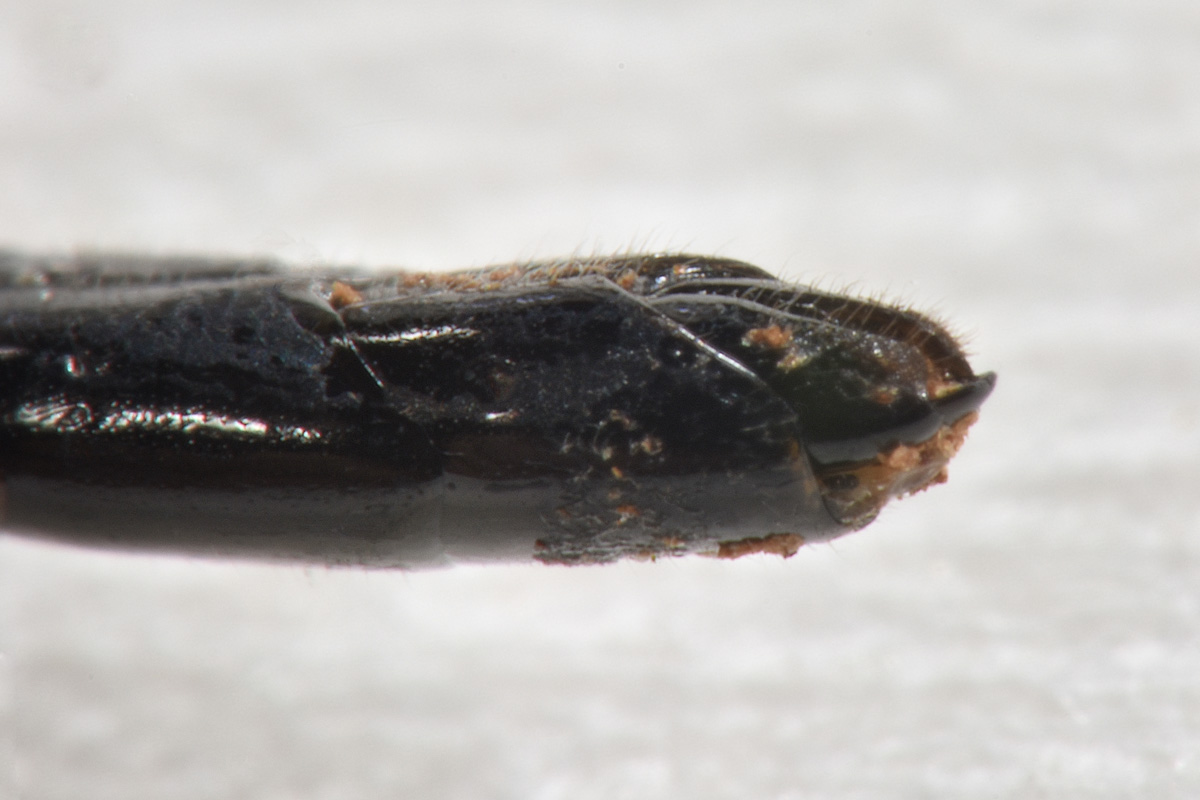 Cephidae, anzi no, Ichneumonidae